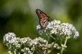 A Closer Look at the Monarch Butterfly: Side View in Detailed View Royalty Free Stock Photo