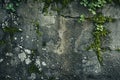 Image of Old dirty gritty mossed concrete wall. Texture for background usage Royalty Free Stock Photo