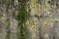 Image of Old dirty gritty mossed concrete wall. Texture for background usage Royalty Free Stock Photo