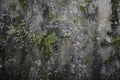 Image of Old dirty gritty mossed concrete wall. Texture for background usage Royalty Free Stock Photo