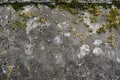 Image of Old dirty gritty mossed concrete wall. Texture for background usage Royalty Free Stock Photo
