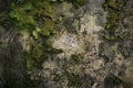 Image of Old dirty gritty mossed concrete wall. Texture for background usage Royalty Free Stock Photo