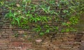 image of old mossy wall in day time Royalty Free Stock Photo