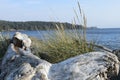 Old Drift Wood Log and Ocean View