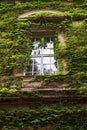 The image of the old wooden window on the facade of the house, which is completely overgrown with green ivy Royalty Free Stock Photo