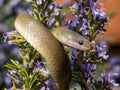 Image of an olive snake snake coiled around a bush of colorful flowers