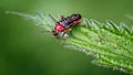 Soldier beetles or Leatherwing, Cantharis nigra, Red Form on Nettle Leaf