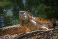 Image of orange green iguana morph on a natural background.. Animal. Reptiles Royalty Free Stock Photo