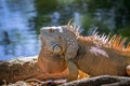 Image of orange green iguana morph on a natural background.. Animal. Reptiles Royalty Free Stock Photo