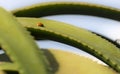 Ladybug on an Aloe Royalty Free Stock Photo
