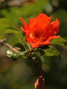 AN ORANGE POMEGRANATE FLOWER