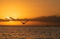 Bird flying into an orange sunrise in Pensacola Florida