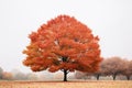 an image of an orange tree in a foggy field