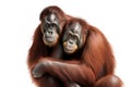 Image of an orangutans on white background. Wildlife Animals. Illustration, generative AI