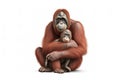 Image of an orangutans on white background. Wildlife Animals. Illustration, generative AI