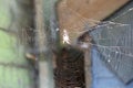 Spider in a sunny web Royalty Free Stock Photo