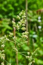 Orchardgrass close up with green blurred vertical background asset
