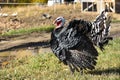 Large Young Turkey Bird Royalty Free Stock Photo