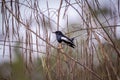 Image of Oriental magpie robin Copsychus saularis on a tree branch on white background. Birds. Animal