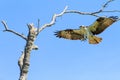 Osprey in Flight Fort DeSoto State Park