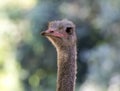 Image of an ostrich head on nature background. Royalty Free Stock Photo