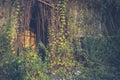 Overgrown ivy plant in the spooky house