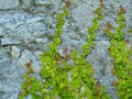 Image of overgrown old stone wall with green plants Royalty Free Stock Photo