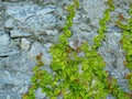 Image of overgrown old stone wall with green plants Royalty Free Stock Photo