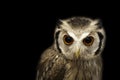 Image of an owl on black background. Birds. Wild Animals