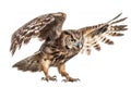 Image of an owl is flapping its wings fly on a white background. Wild Animals. Birds. Illustration. Generative AI Royalty Free Stock Photo