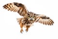 Image of an owl is flapping its wings fly on a white background. Wild Animals. Birds. Illustration. Generative AI Royalty Free Stock Photo