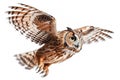 Image of an owl is flapping its wings fly on a white background. Wild Animals. Birds. Illustration. Generative AI Royalty Free Stock Photo