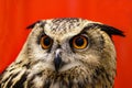 Image of an owl on red background. Birds. Wild Animals