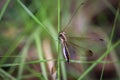 Image of owlflies, aphidlions Ascalaphidae It is an insect of the order Neuroptera on nature background. Insect. Animal