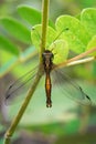 Image of an owlfly or Ascalaphus sinisterNeuroptera Royalty Free Stock Photo