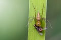 Image of oxyopidae spider going to eat fly. Royalty Free Stock Photo