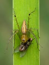 Image of oxyopidae spider going to eat fly on green leaves. Royalty Free Stock Photo