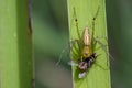 Image of oxyopidae spider going to eat fly on green leaves. Royalty Free Stock Photo