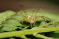 Image of Oxyopidae Spider Java Lynx Spider / Oxyopes cf. Javanu Royalty Free Stock Photo