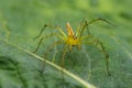 Image of Oxyopidae Spider. Royalty Free Stock Photo