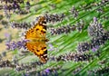 This is an image of the Painted lady butterfly, Vanessa Cynthia cardui or simply Vanessa cardui, feeding nectaring on lavender