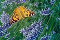 This is an image of the Painted lady butterfly, Vanessa Cynthia cardui or simply Vanessa cardui, feeding nectaring on lavender