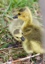 Image with a pair of chicks Royalty Free Stock Photo