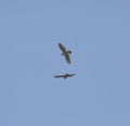 Common buzzards in flight Royalty Free Stock Photo