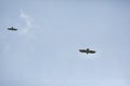 Common buzzards in flight Royalty Free Stock Photo