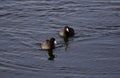 Beautiful photo of two coots swimming in lake