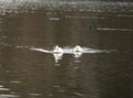 Domestic geese on a lake Royalty Free Stock Photo