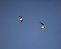 Herring gulls in flight Royalty Free Stock Photo