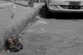 Image of a pair of old shoes abandoned in the street next to a sidewalk Royalty Free Stock Photo