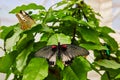 Pair of unique Asian butterflies on green plants